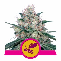 Honey Cream FAST Feminisiert