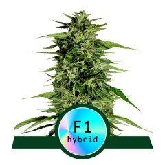 Hyperion F1 Automatic