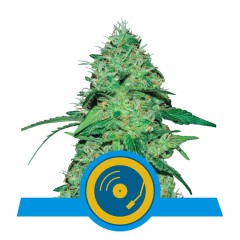 Joanne's CBD Feminisiert