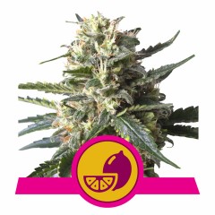 Lemon Shining Silver Haze Feminisiert