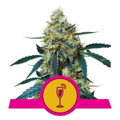 Mimosa Feminisiert
