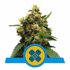 Painkiller XL CBD Feminisiert