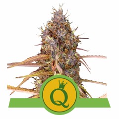 Purple Queen Automatic