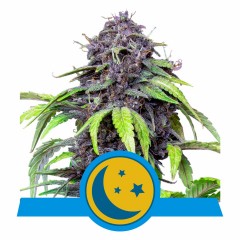 Purplematic CBD Automatic