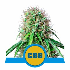 Royal CBG Automatic