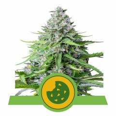 Royal Cookies Automatic