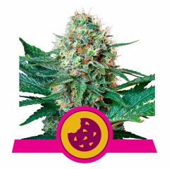 Royal Cookies Feminisiert