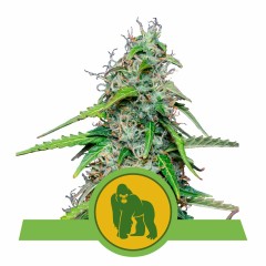 Royal Gorilla Automatic