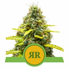 Royal Runtz Automatic