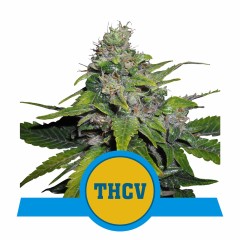 Royal THCV Feminisiert