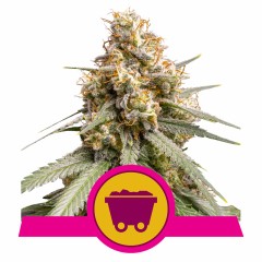 Shining Silver Haze Feminisiert