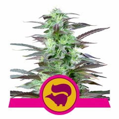 Skunk XL Feminisiert