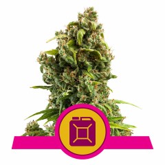 Sour Diesel Feminisiert