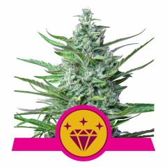 Special Kush #1 Feminisiert