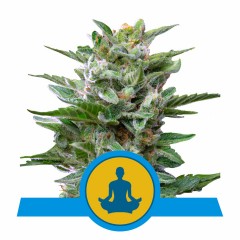 Stress Killer CBD Automatic