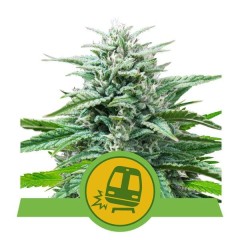 Trainwreck Automatic
