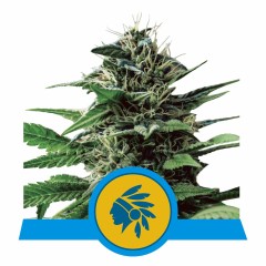 Tatanka Pure CBD Feminisiert