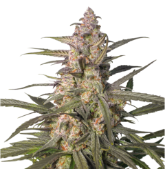 Auto Northern Dragon Fuel