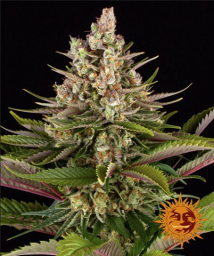 Sour Strawberry Feminisiert