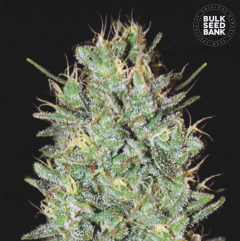 Amnesia Haze Feminisiert