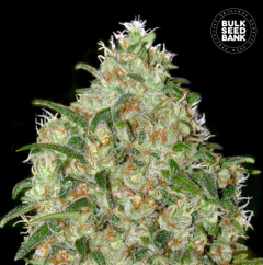 Amnesia Platinum Feminisiert