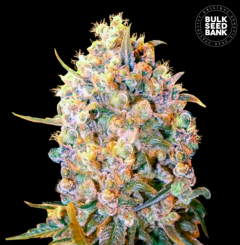 Bigger Bud Feminisiert