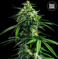 CBD Indica King Feminisiert