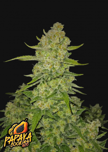 Papaya Cookies Auto
