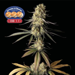 Cream & Cheese CBD 1:1 Feminisiert