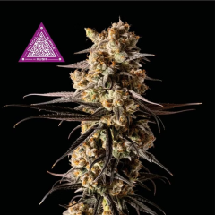 Critical Purple Kush Feminisiert