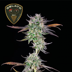 Gelato 41 BX Feminisiert