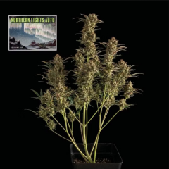 Northern Lights Auto