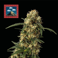 OG Kush Auto
