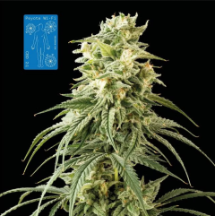 Peyote Wi-Fi CBD 2:1 Feminisiert