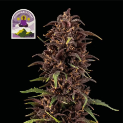 Purple Kush CBD 1:1 Auto