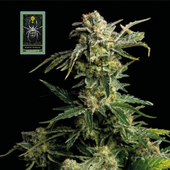 White Widow Feminisiert