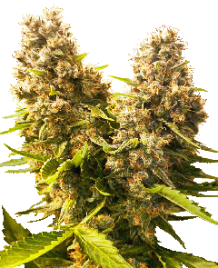 Banana Kush Cake Automatic