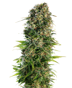 Hindu Kush Automatic