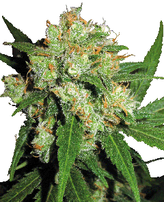 Sensi Skunk Regulär