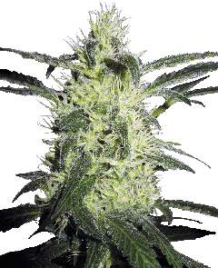 Silver Haze Feminisiert