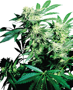 Skunk Kush Feminisiert