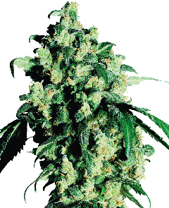 Super Skunk Feminisiert