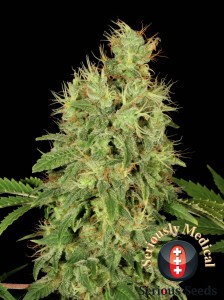 Chronic CBD Feminisiert