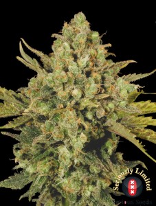 Warlock CBD Feminisiert
