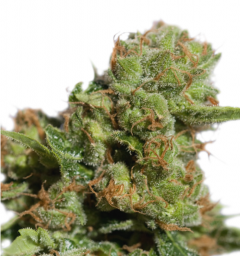 Auto Bruce Lemon Diesel
