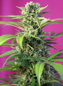 Chem Beyond Diesel CBD Feminisiert