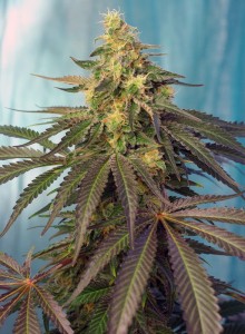 Cream Caramel CBD Feminisiert
