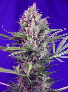 Cream Mandarine F1 Fast Version Feminisiert