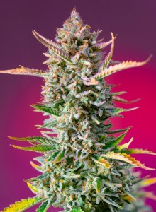 Gorilla Sherbet F1 Fast Version Feminisiert