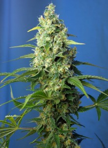 Honey Peach CBD Auto